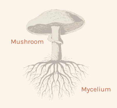Vasos de fungo de cogumelo